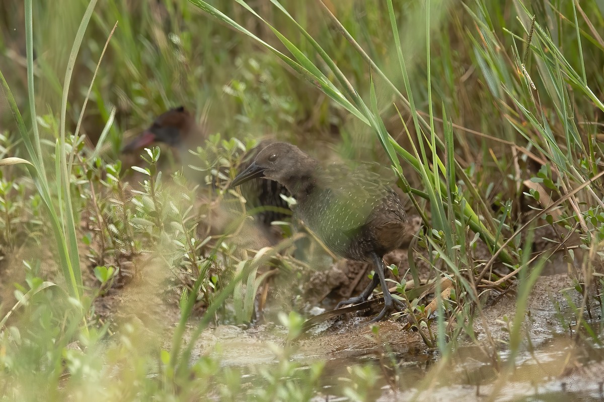 Slaty-breasted Rail - Prabhakar Manjunath