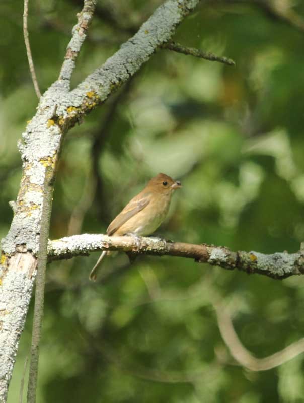 Indigo Bunting - ML361634681