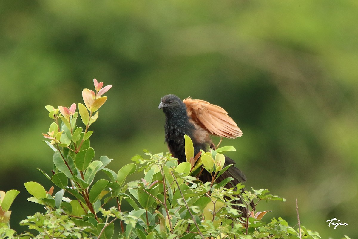 Lesser Coucal - ML361635931