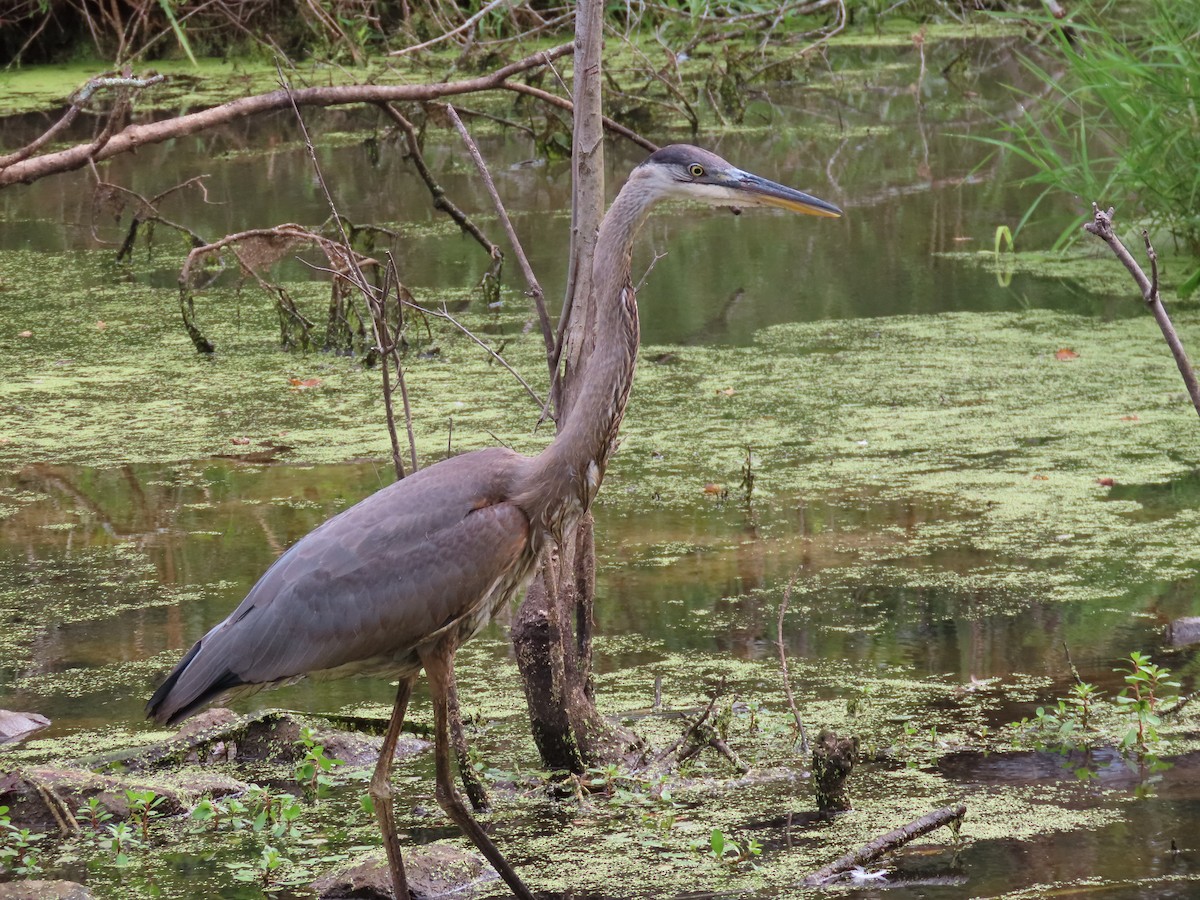 Great Blue Heron - ML361637101