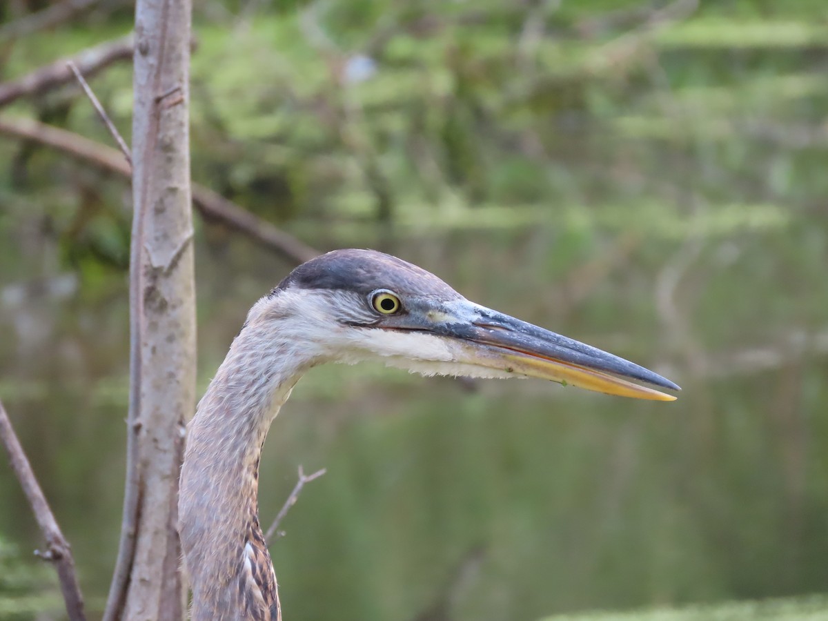 Great Blue Heron - ML361637141