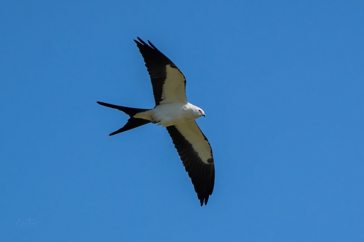 Swallow-tailed Kite - ML361637921
