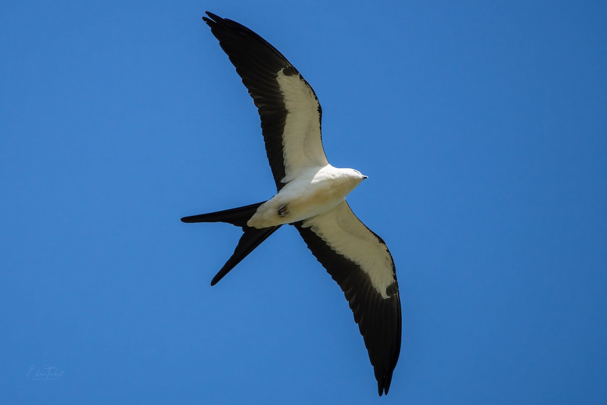 Swallow-tailed Kite - ML361637931