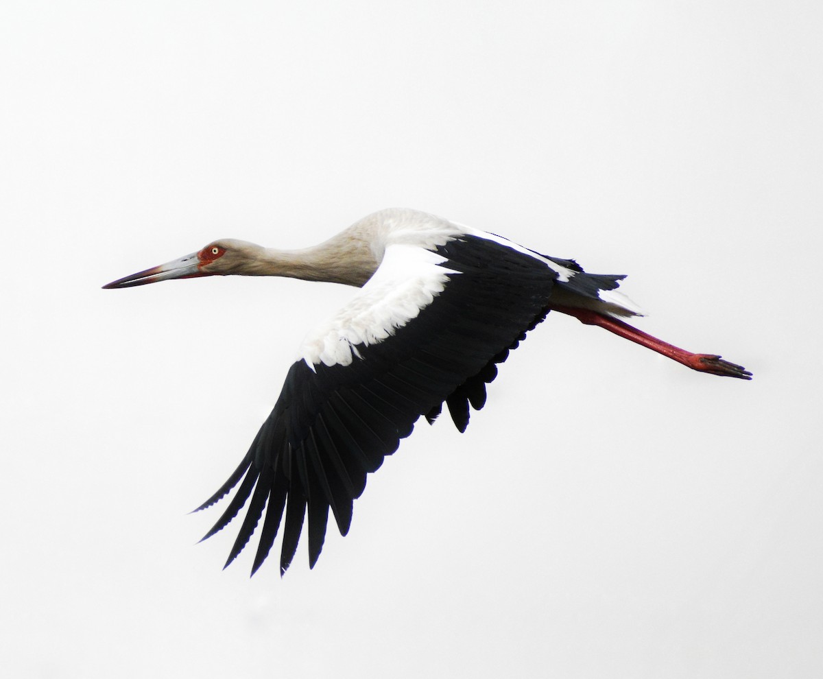 Maguari Stork - ML361639791