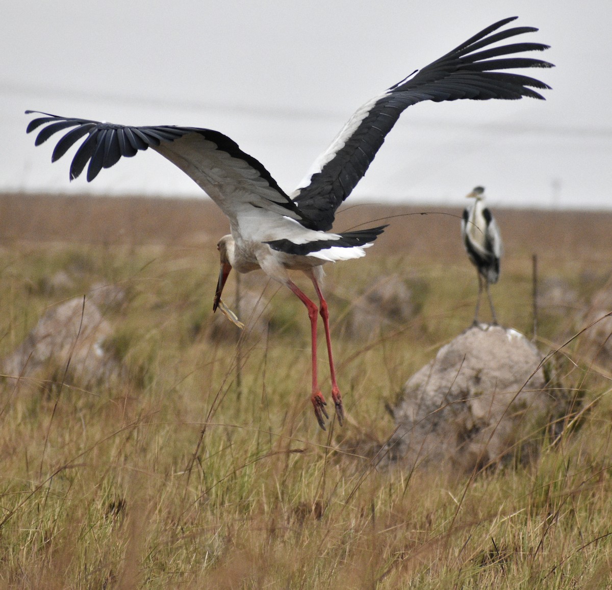 Maguari Stork - Agustín Casale