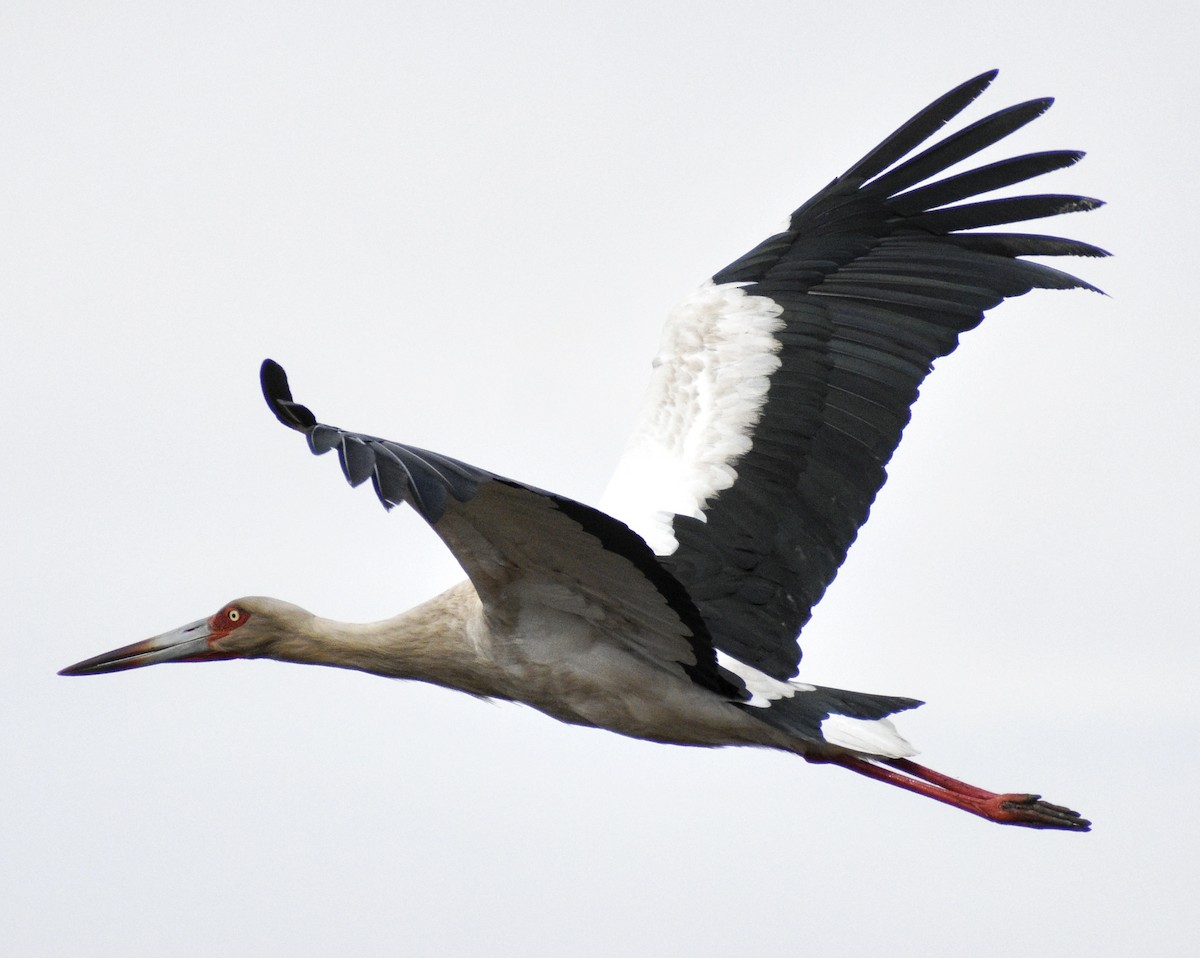 Maguari Stork - ML361639861