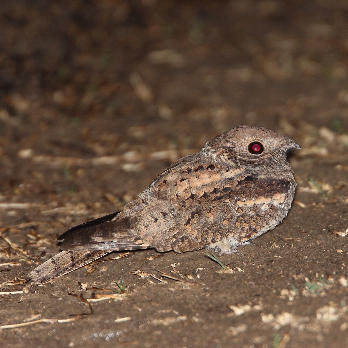 Plain Nightjar - ML361640541