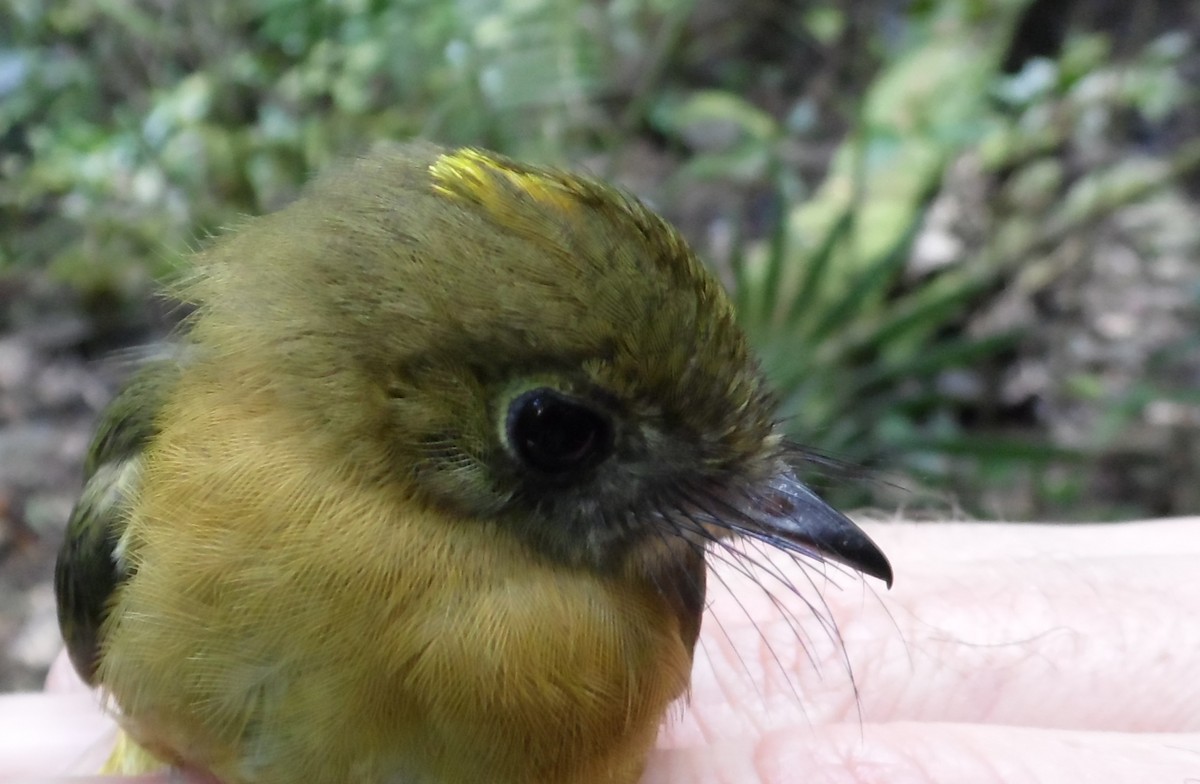 Sulphur-rumped Flycatcher - ML36164121
