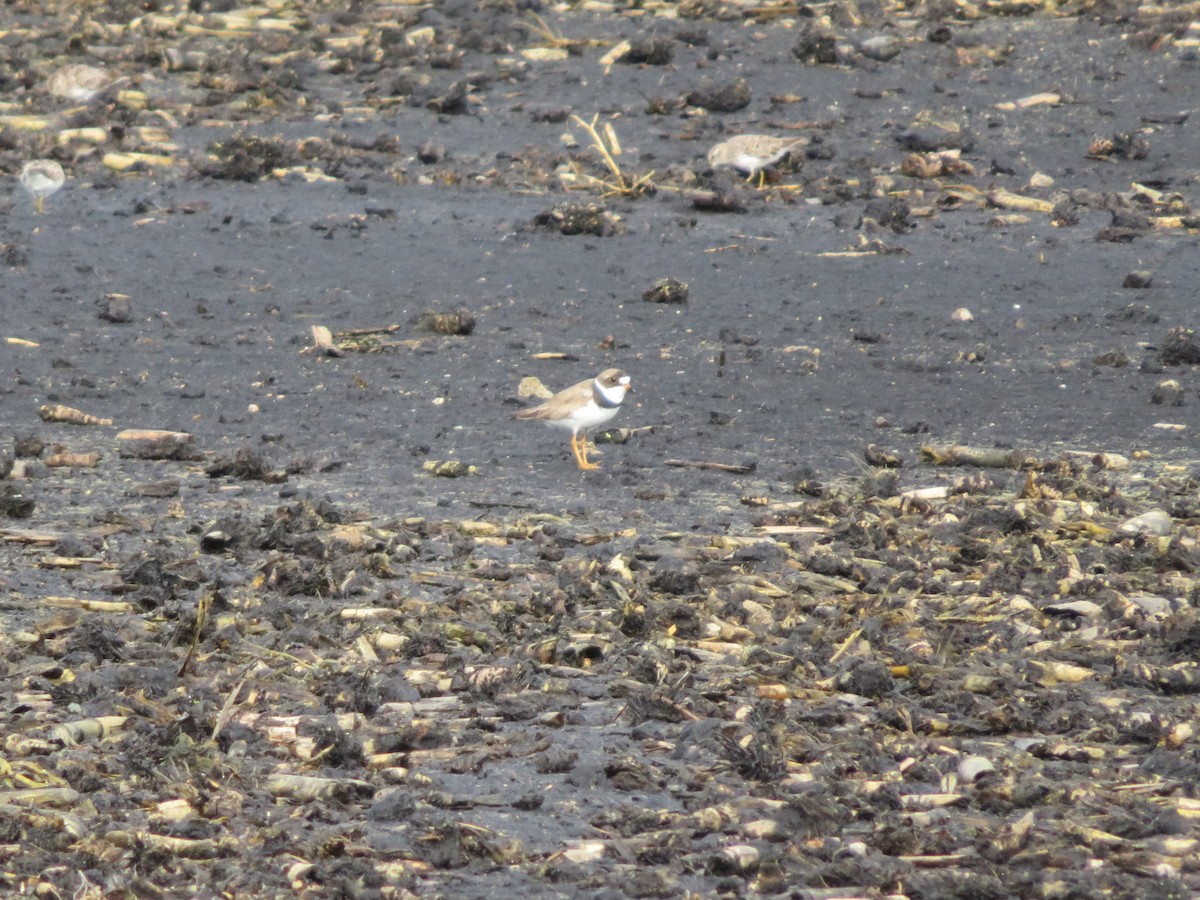 Semipalmated Plover - ML361641301