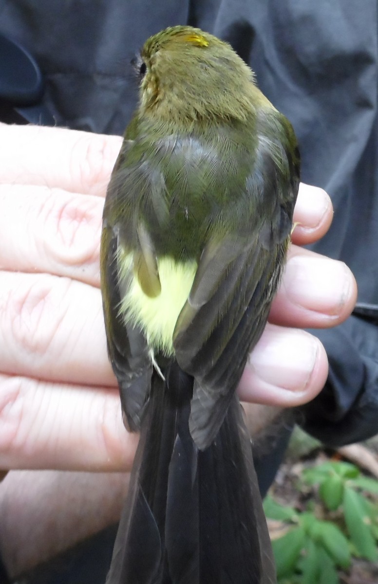 Sulphur-rumped Flycatcher - ML36164141