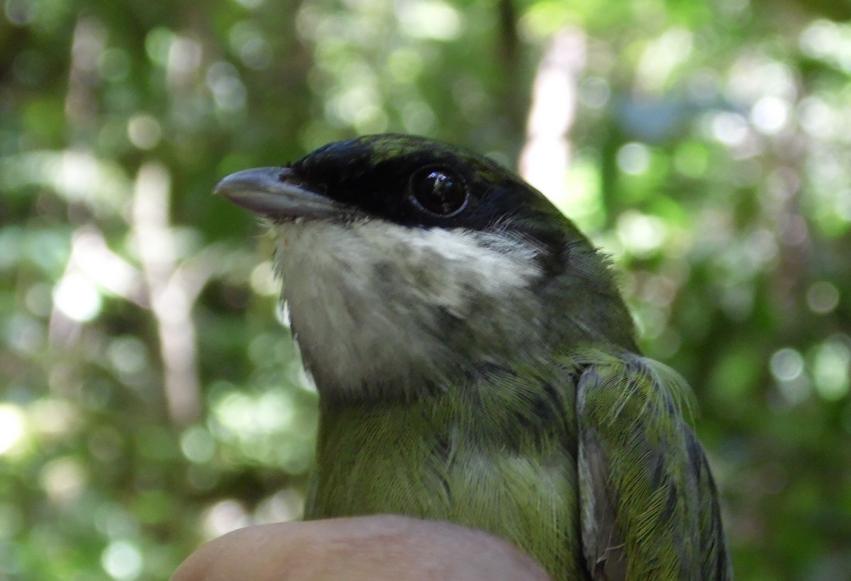 White-ruffed Manakin - ML36164161