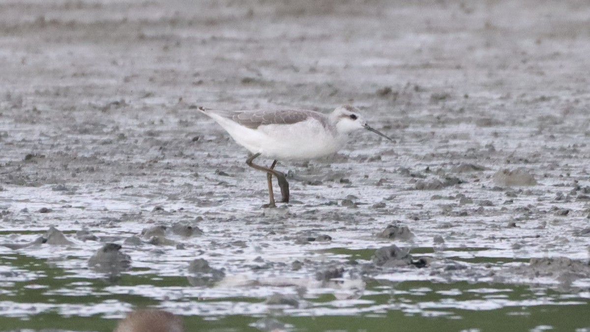 Wilson's Phalarope - ML361642291