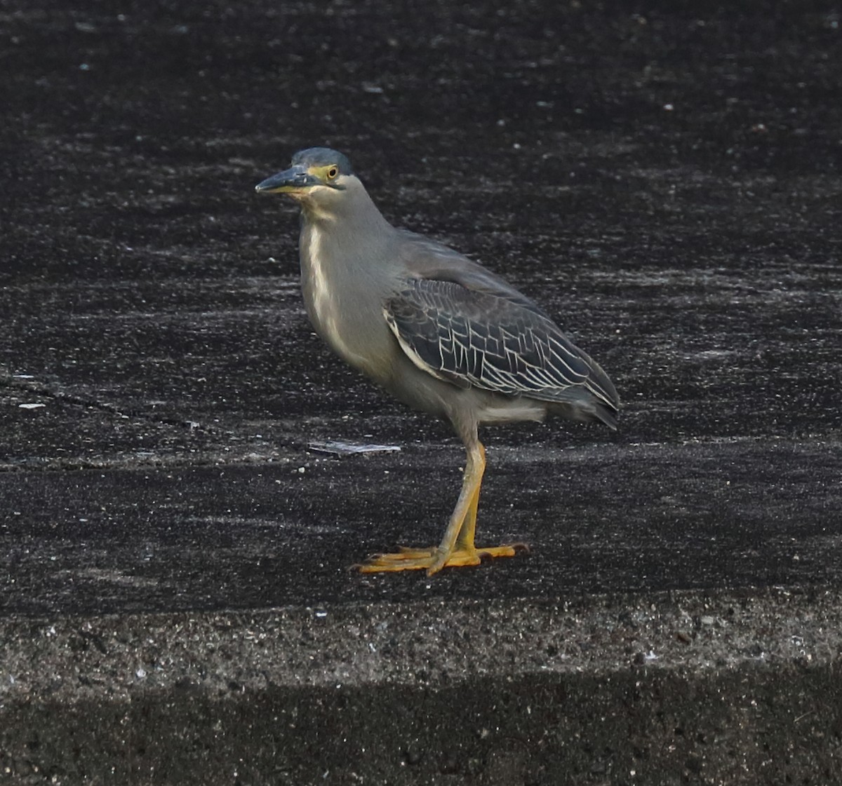 Striated Heron - ML36164261