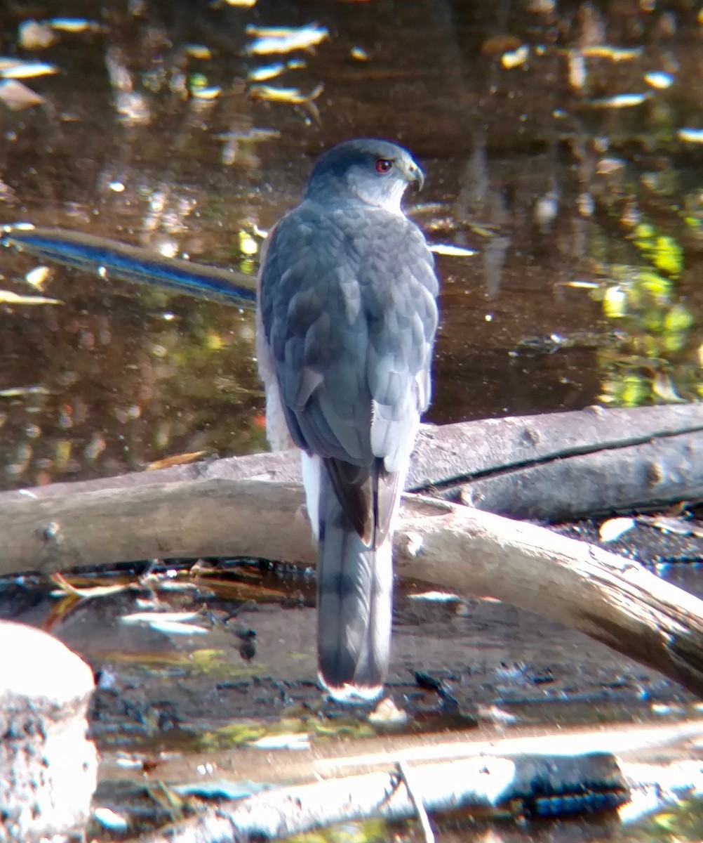 Cooper's Hawk - ML36164321