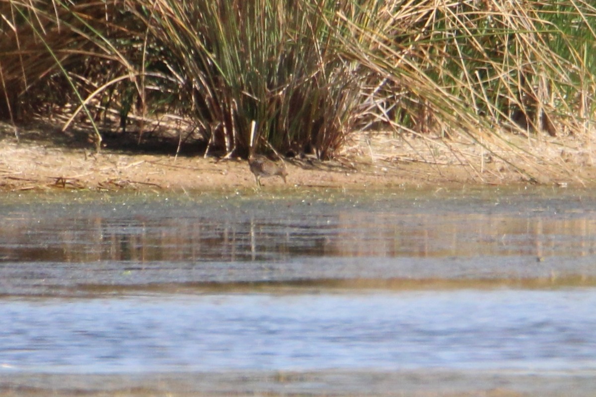 Spotted Crake - ML361643381