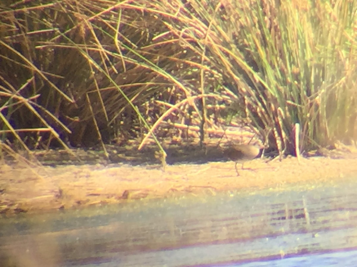 Spotted Crake - ML361643471