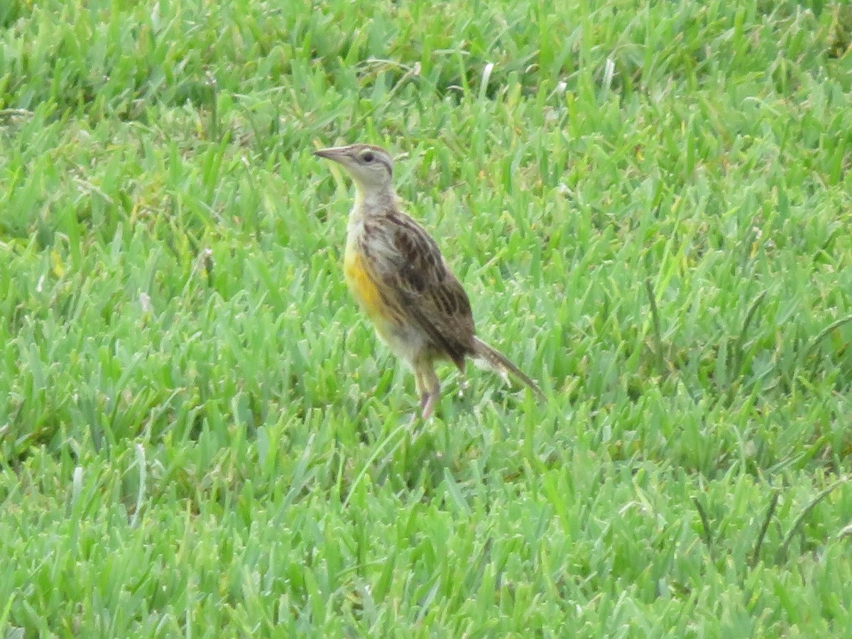 Eastern Meadowlark - ML361643671