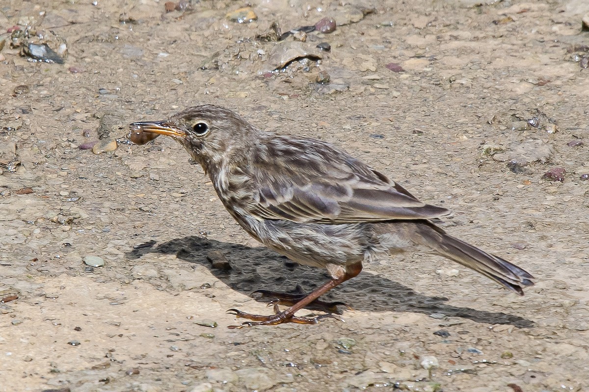 Rock Pipit - ML361644611