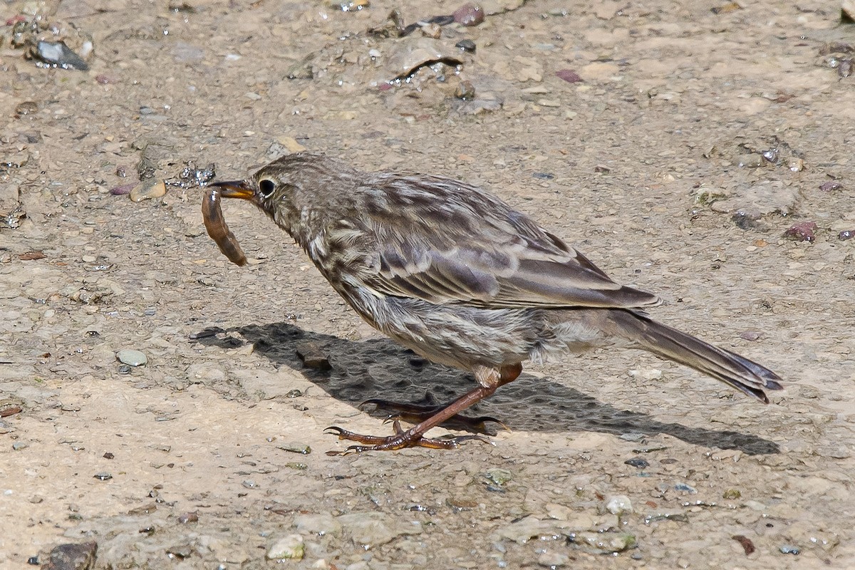 Rock Pipit - ML361644621
