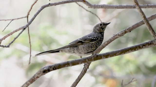 Townsend's Solitaire - ML361645201