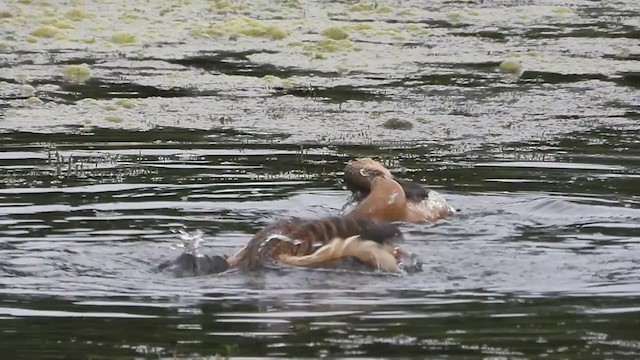 Lesser Whistling-Duck - ML361646561