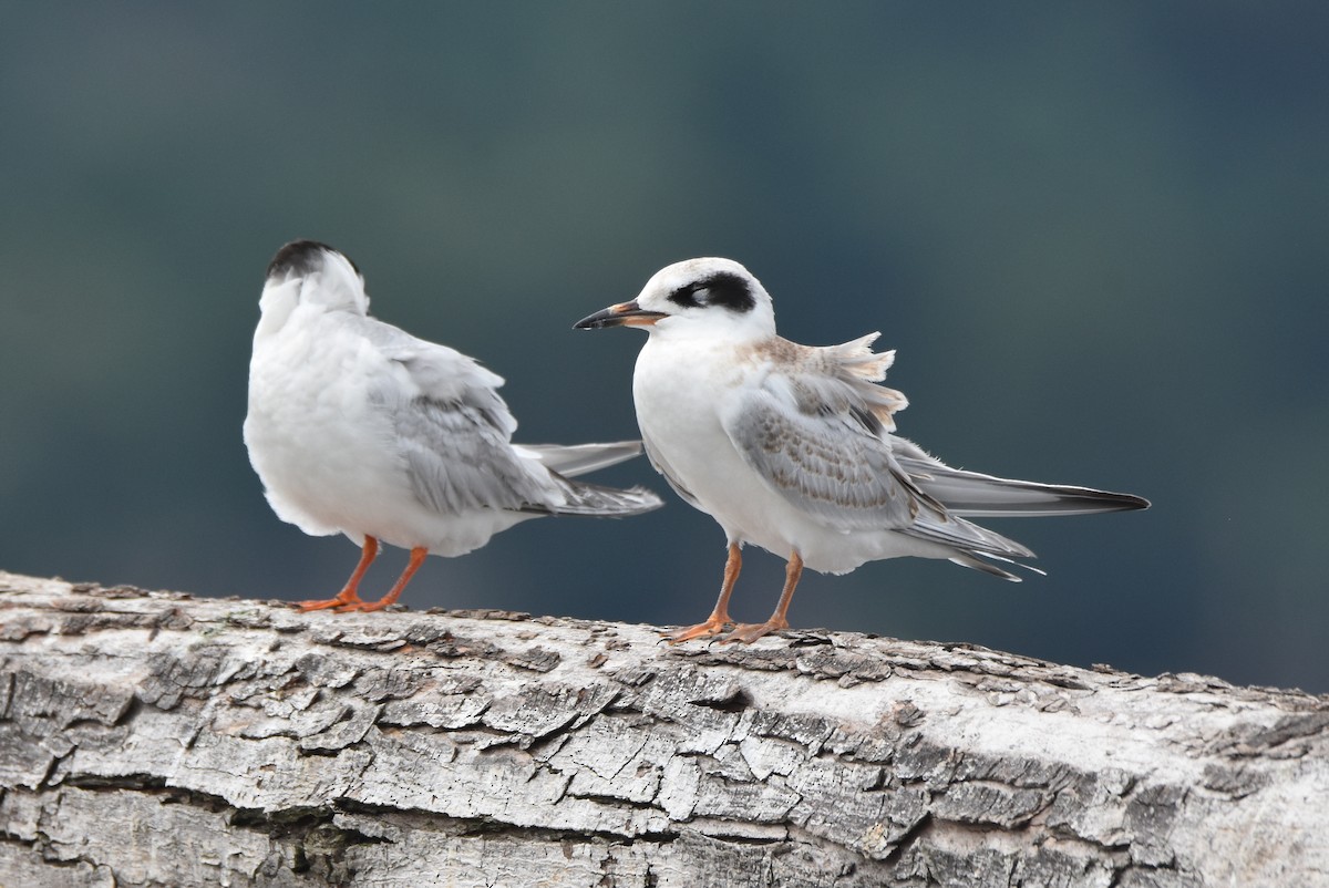 Forster's Tern - Michael Schall