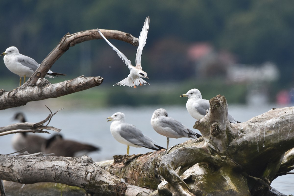 Forster's Tern - Michael Schall