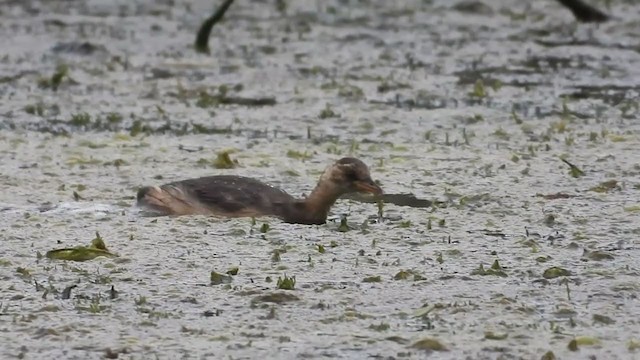 Little Grebe - ML361646931