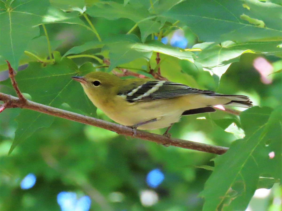 Bay-breasted Warbler - ML361647481