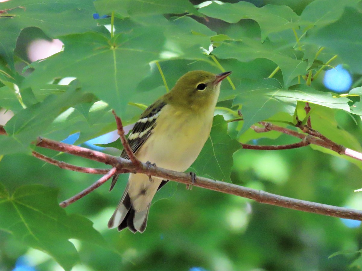 Bay-breasted Warbler - ML361647541