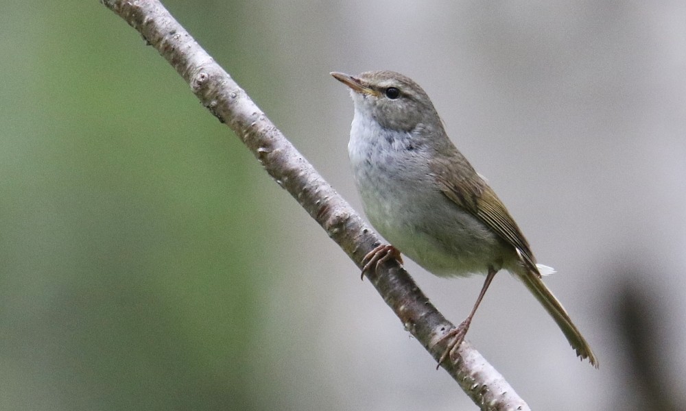 Japanese Bush Warbler - ML361647551