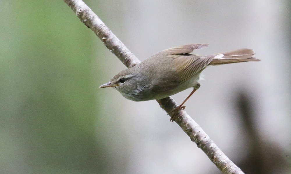 Japanese Bush Warbler - ML361647561