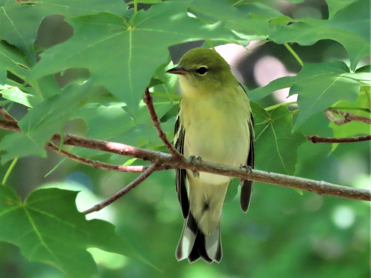 Bay-breasted Warbler - ML361647581
