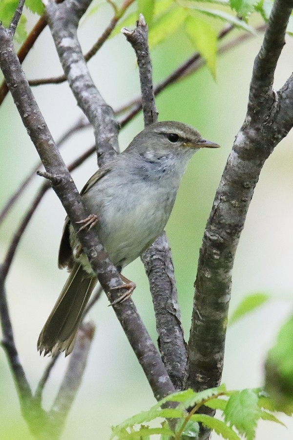 Japanese Bush Warbler - ML361647601