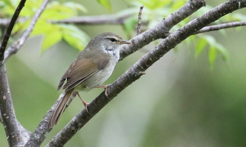 Japanese Bush Warbler - ML361647651