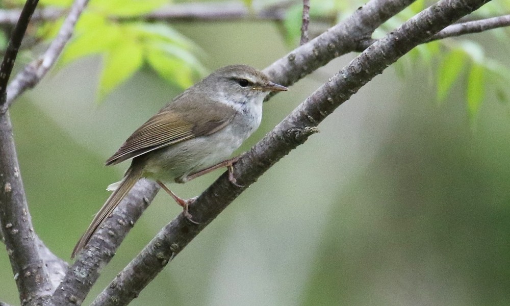 Japanese Bush Warbler - ML361647661