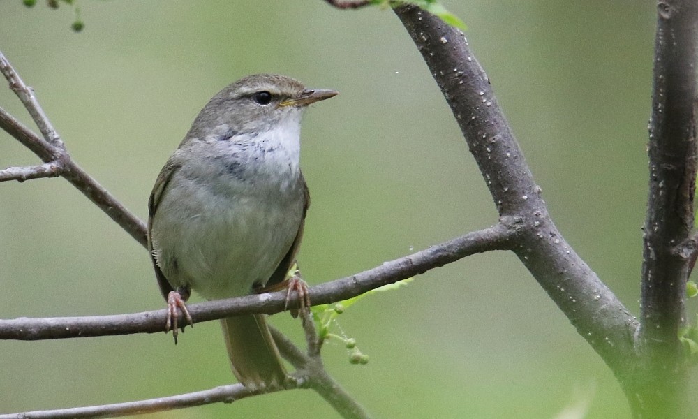 Japanese Bush Warbler - ML361647671