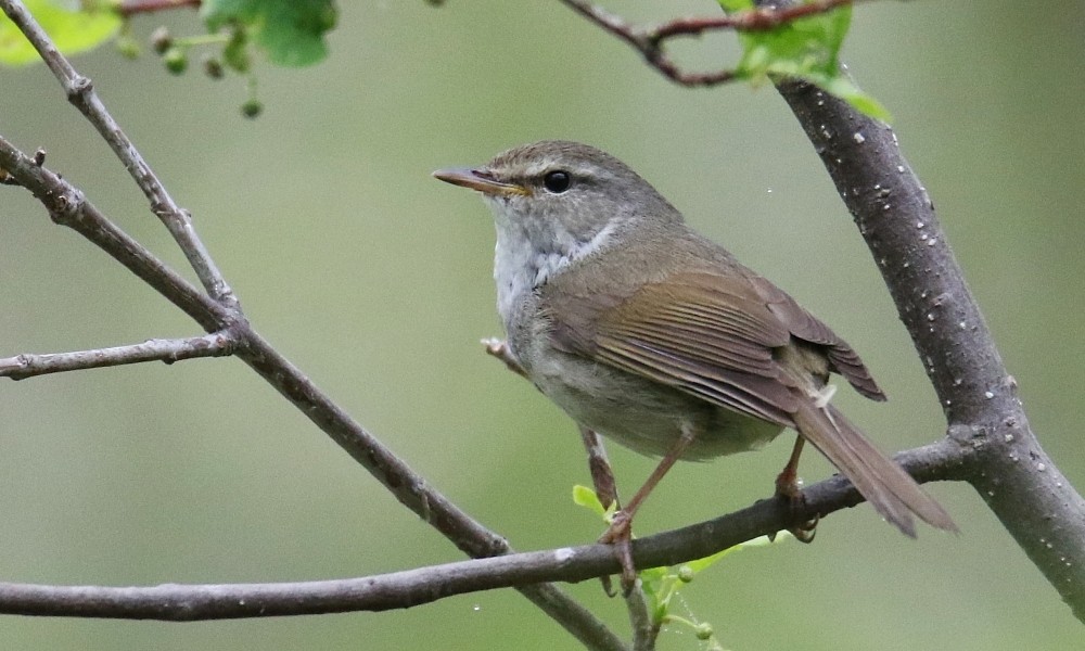 Japanese Bush Warbler - ML361647681