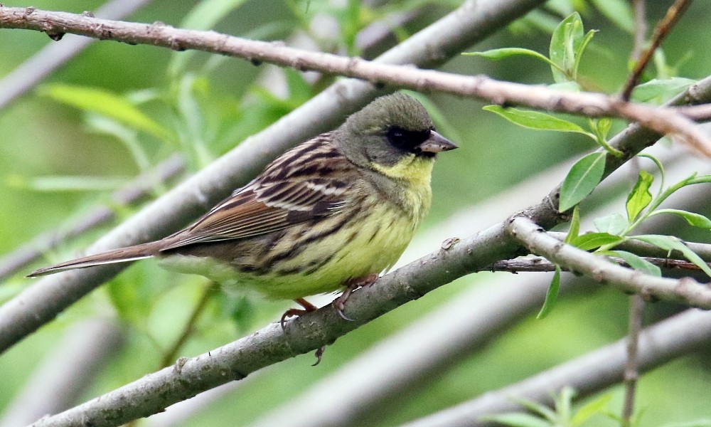 Masked Bunting - ML361648191