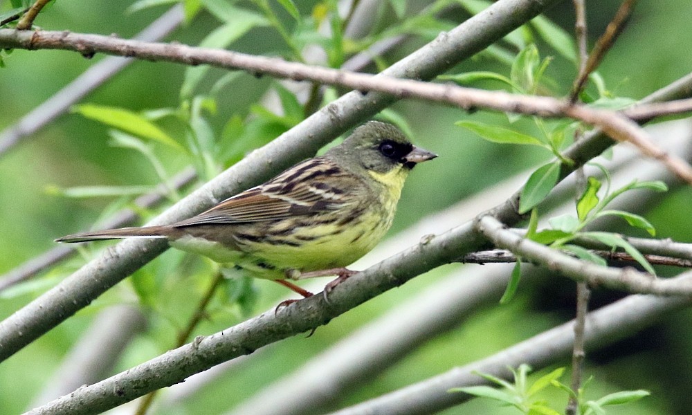 Masked Bunting - ML361648201