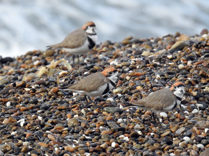 Two-banded Plover - ML361649051