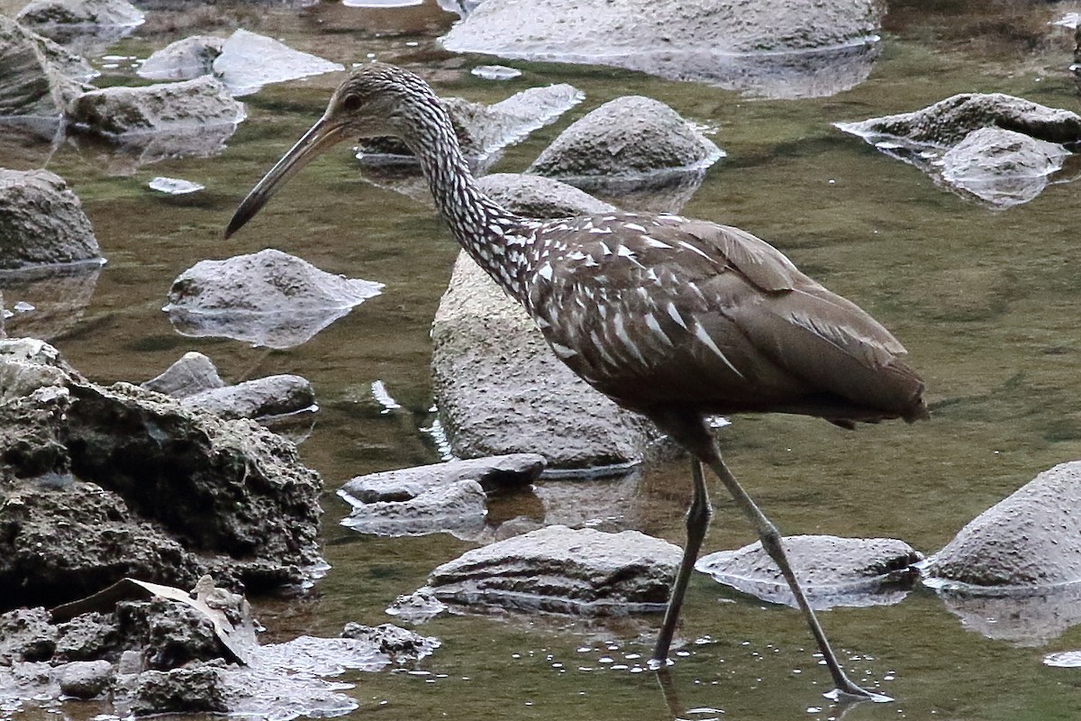 Limpkin - ML361650611