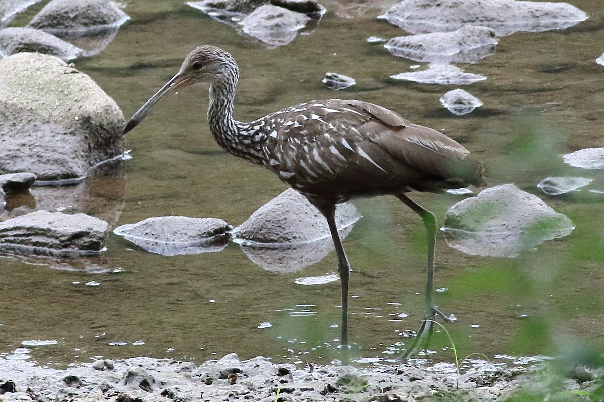 Limpkin - ML361650681