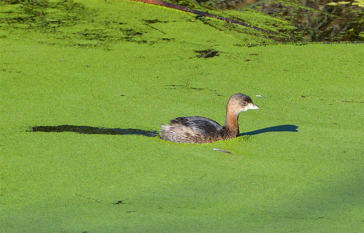 Pied-billed Grebe - ML36165151