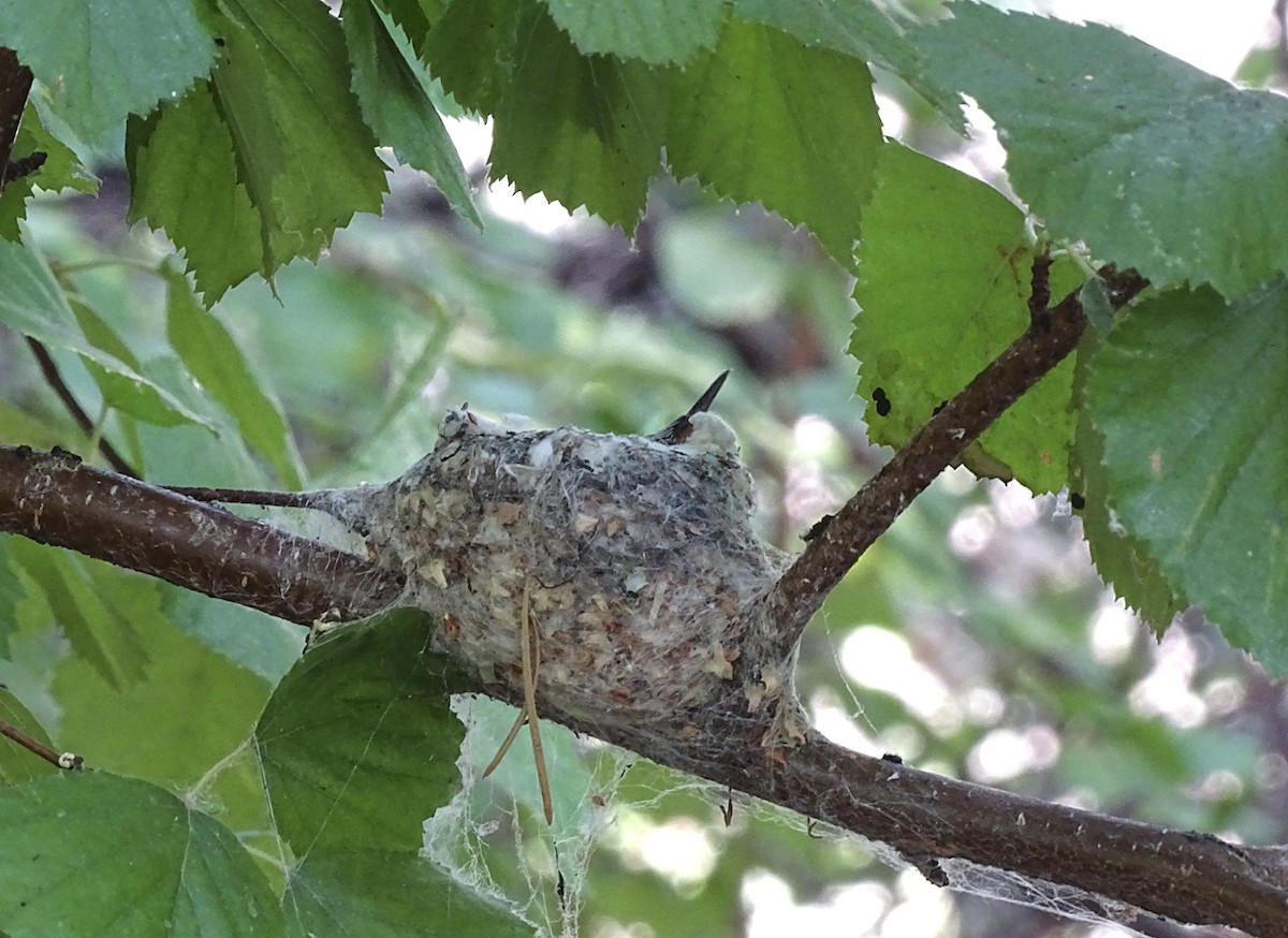 Black-chinned Hummingbird - ML361651621