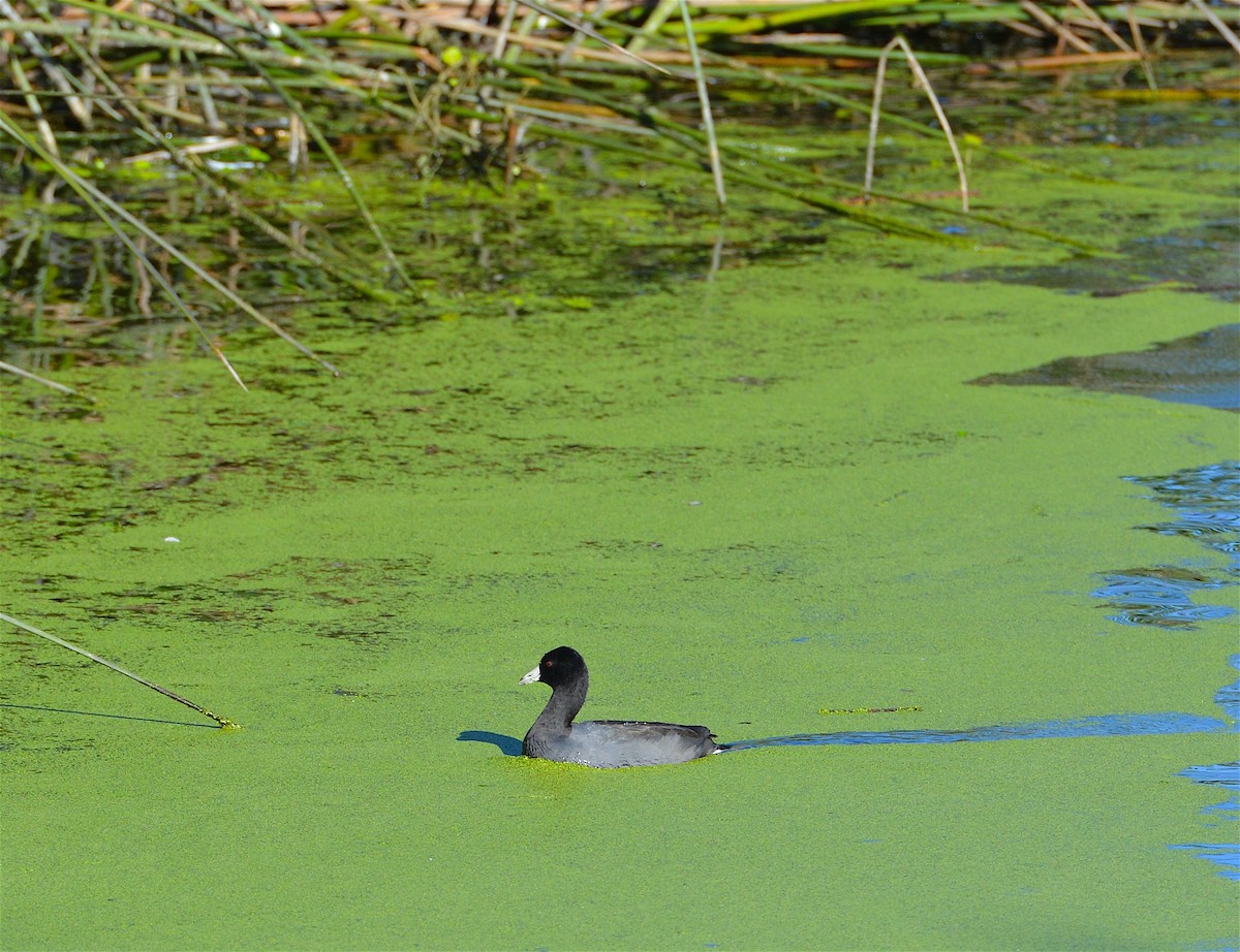 American Coot - ML36165221