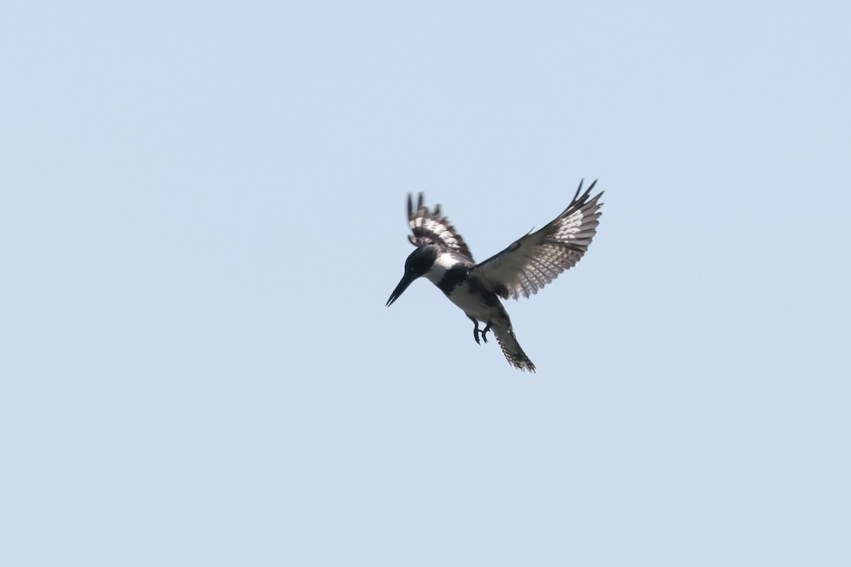 Belted Kingfisher - ML361653591