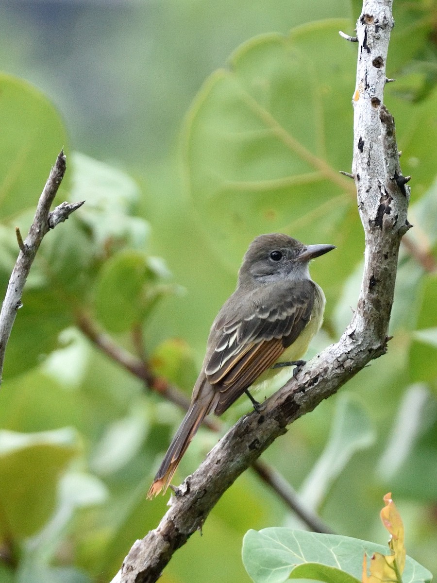 Great Crested Flycatcher - ML361654081