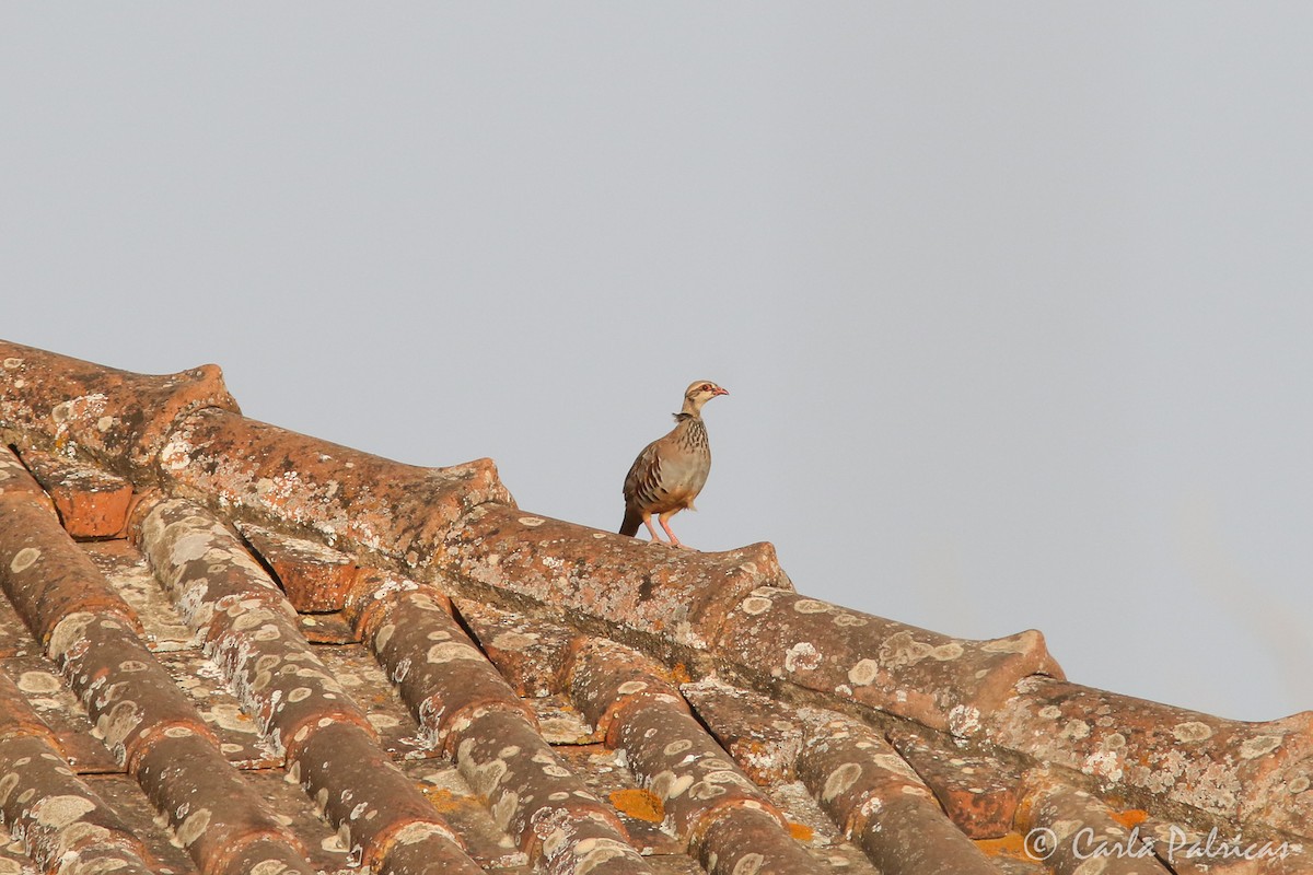 Red-legged Partridge - ML361654291