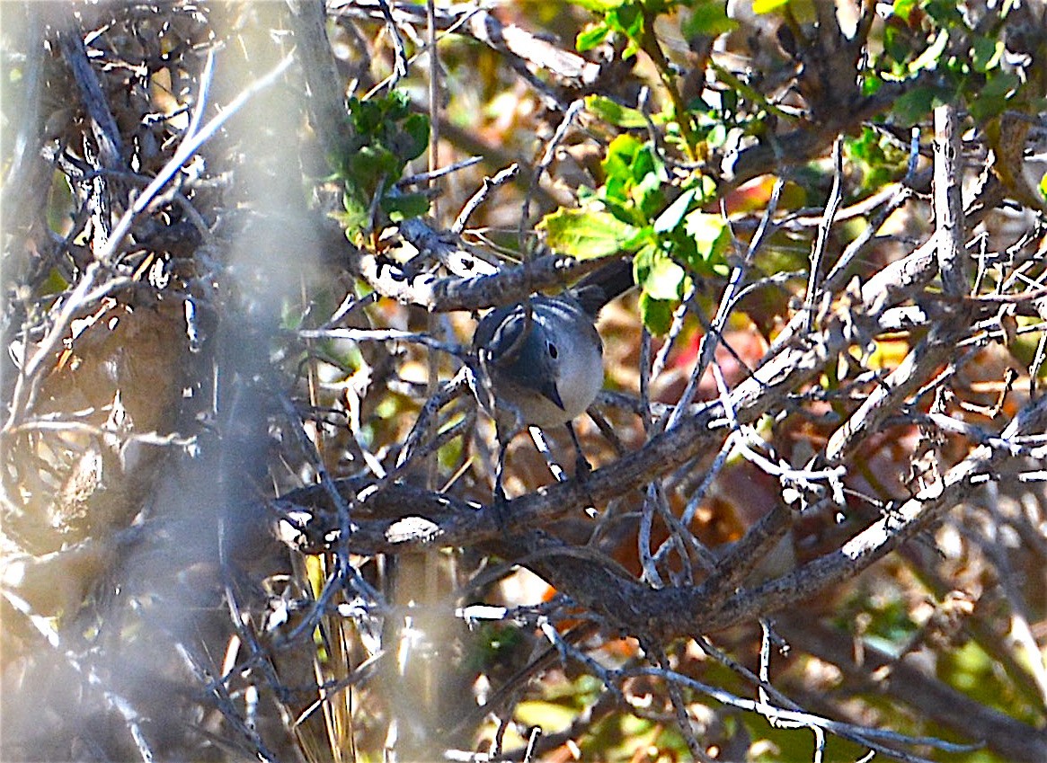 Blue-gray Gnatcatcher - ML36165441